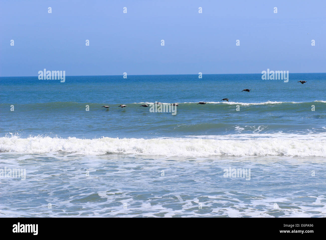 Pelican création en Cape Canaveral National Seashore Banque D'Images