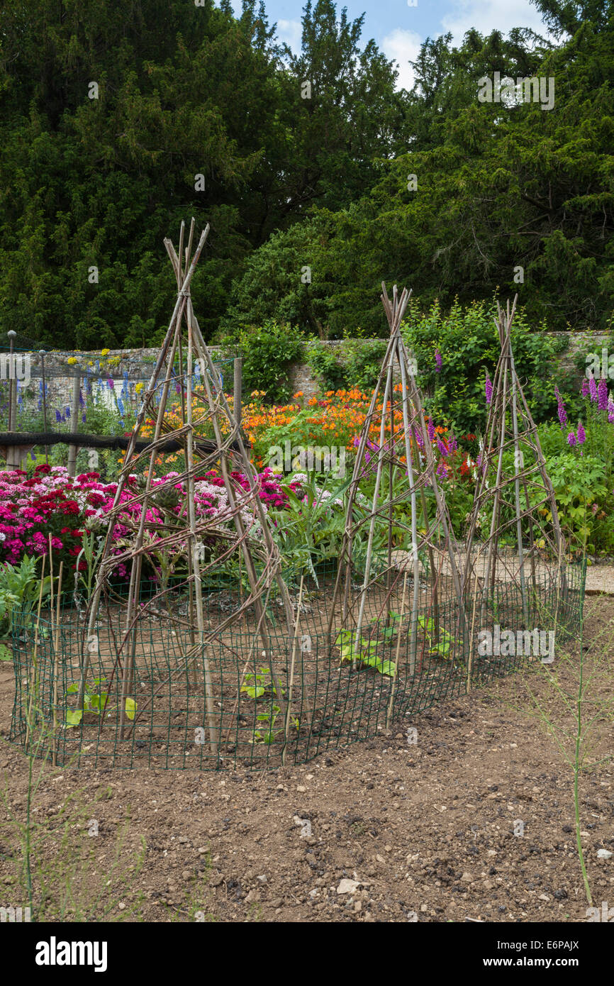 Haricot vert potager Banque de photographies et d’images à haute — free download