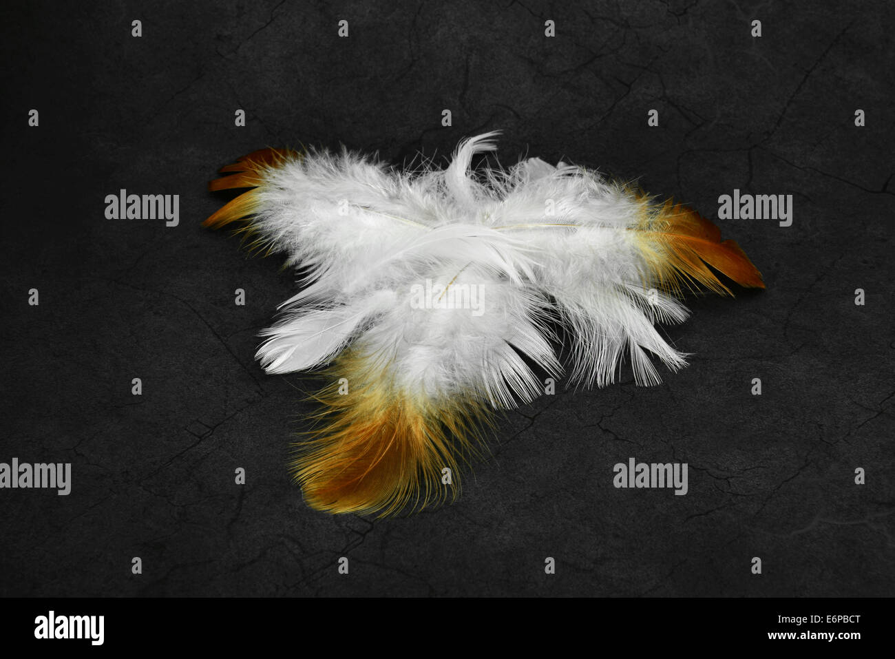 Feu blanc et plumes sur un grunge fond dans des couleurs sombres. Pour la conception créative... Banque D'Images