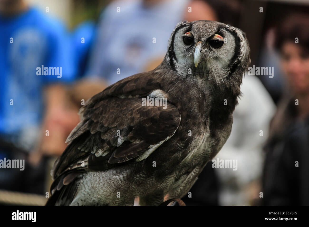 Owl s'assit sur la perche qui envisagent de prendre pied à la fauconnerie du château de Warwick show Banque D'Images