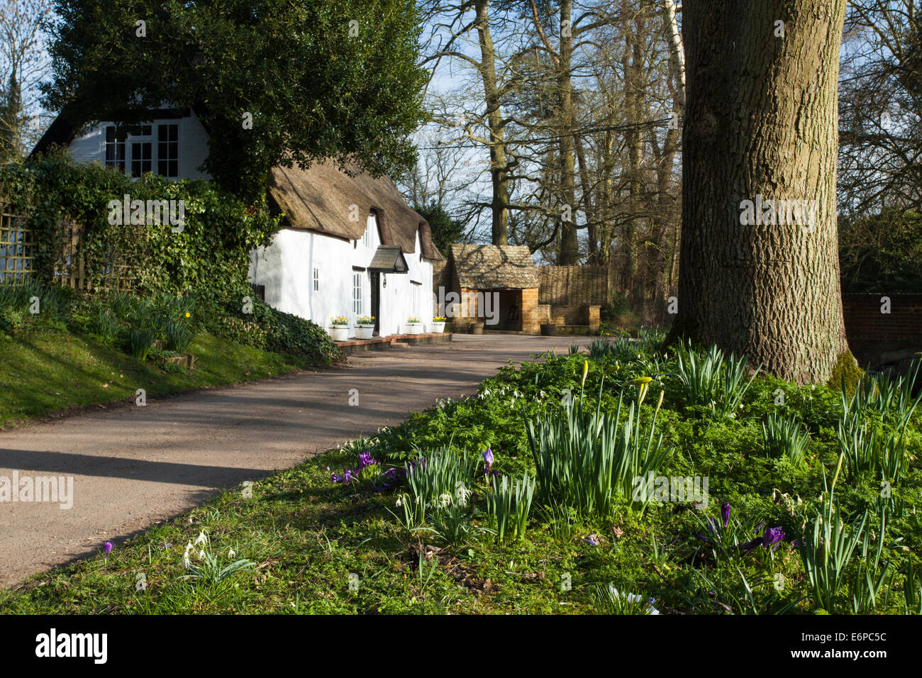 Crocus et jonquilles printemps à côté d'un de plus en plus étroit, dans le petit village pittoresque de Winwick, Northamptonshire, Angleterre Banque D'Images
