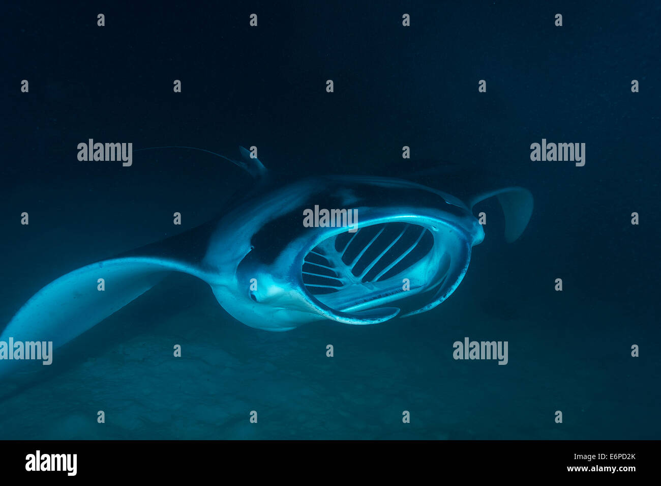 Raie manta géante se nourrissant de plancton de nuit aux Maldives, l'Océan Indien Banque D'Images