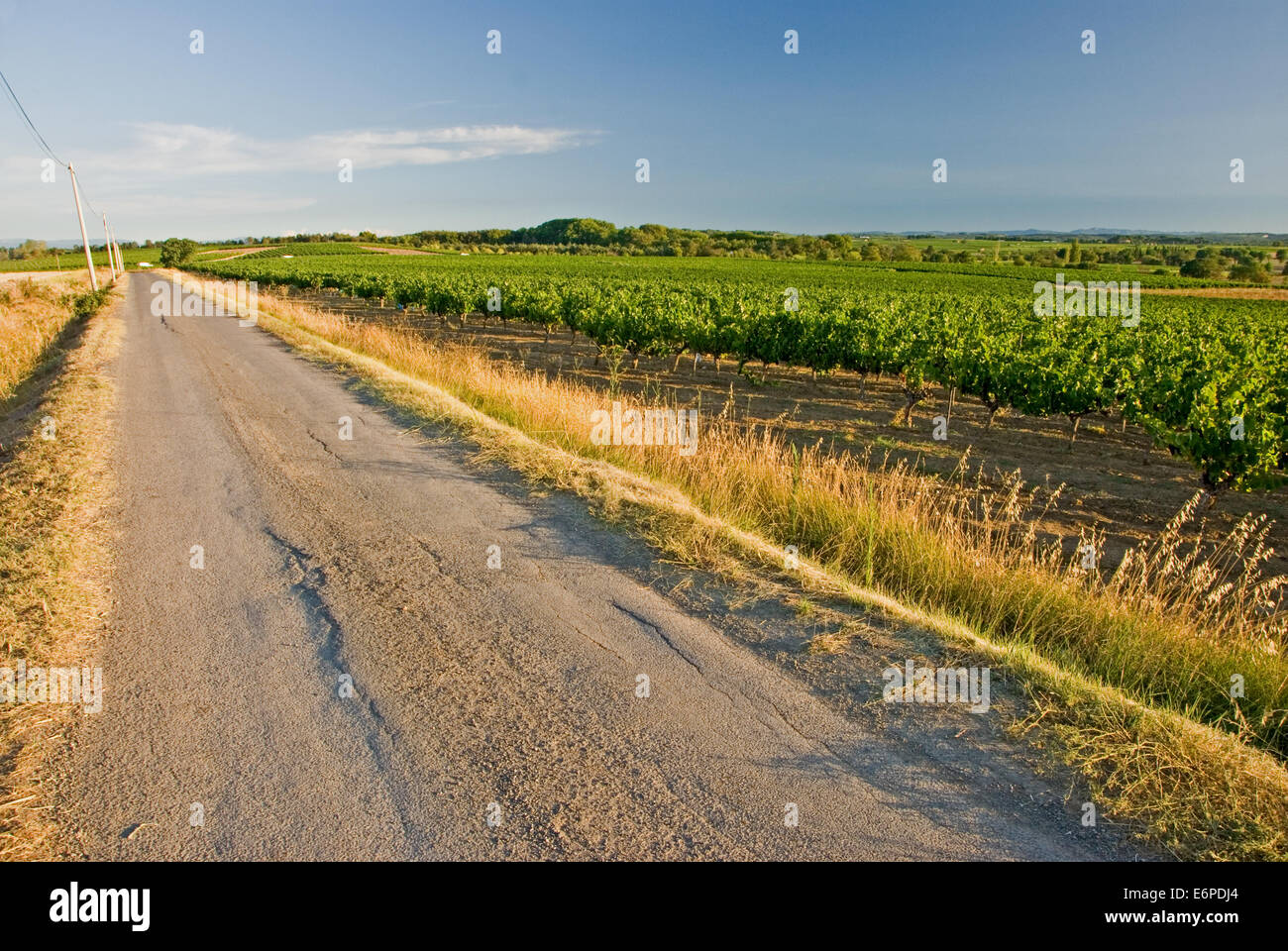Un chemin de campagne en passant à côté d'un vignoble dans la région Languedoc-Roussillon du Sud-ouest de la France. Banque D'Images