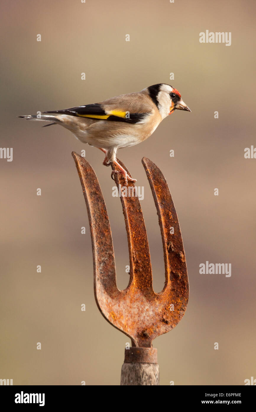 Un chardonneret oiseau perché sur une fourche de jardin rouillée Banque D'Images