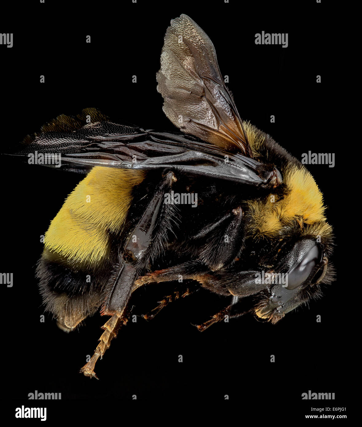 Bombus auricomus est une espèce que l'on trouve couramment dans les zones urbaines, y compris à Baltimore, dans le Maryland. Ce spécimen particulier a été observé près de lignes électriques dans la région des jardins d'Armistead. Il appartient à la famille des Apidae et joue un rôle de pollinisateur. La photo montre l'insecte dans un macro gros plan, mettant en évidence ses caractéristiques distinctes. Banque D'Images