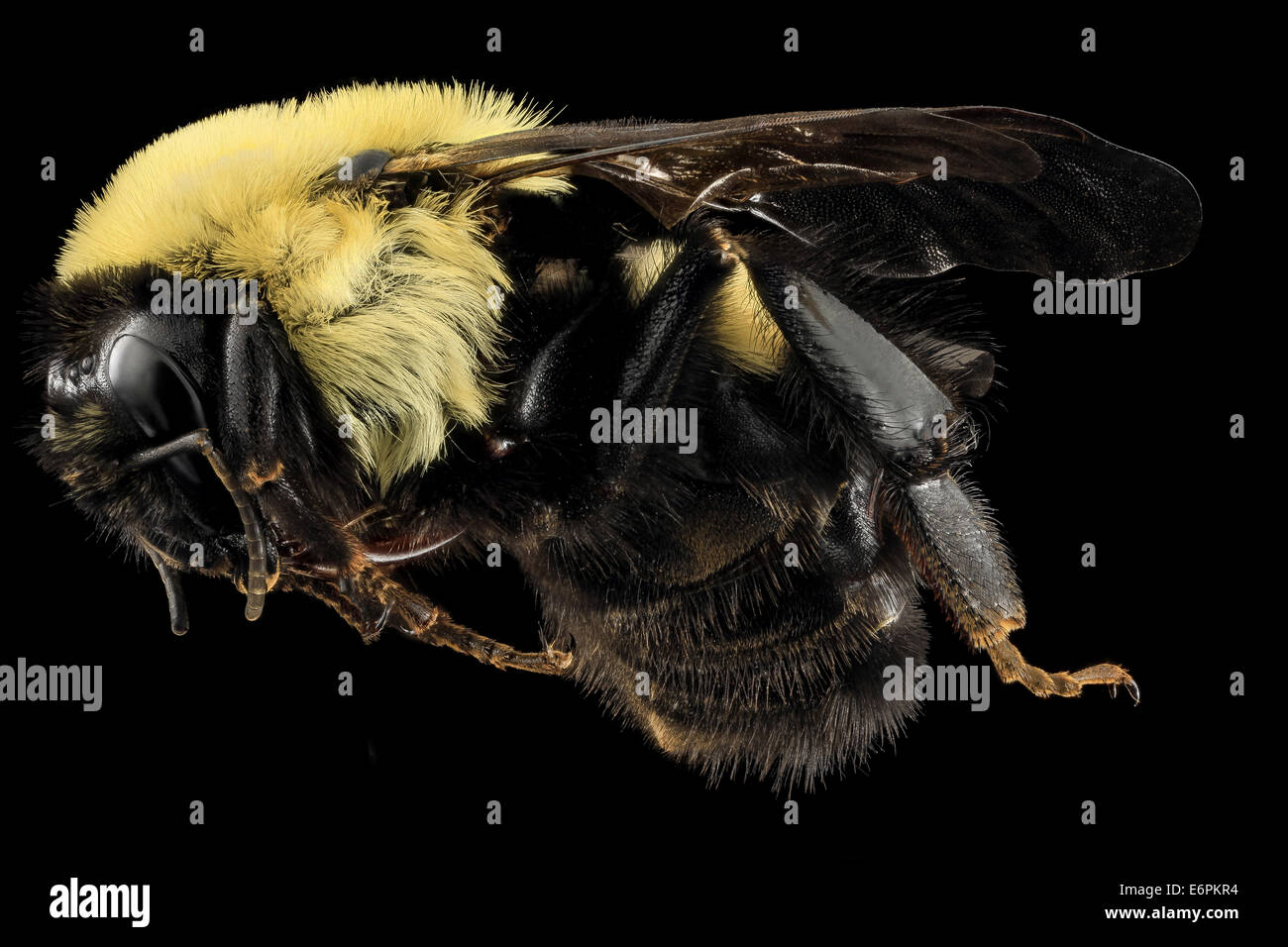 Cette reine Bombus griseocollis, une espèce de bourdon, a été photographiée à Washington, D.C. près du National Mall. Il est connu pour sa coloration brune et joue un rôle clé dans la pollinisation. Banque D'Images