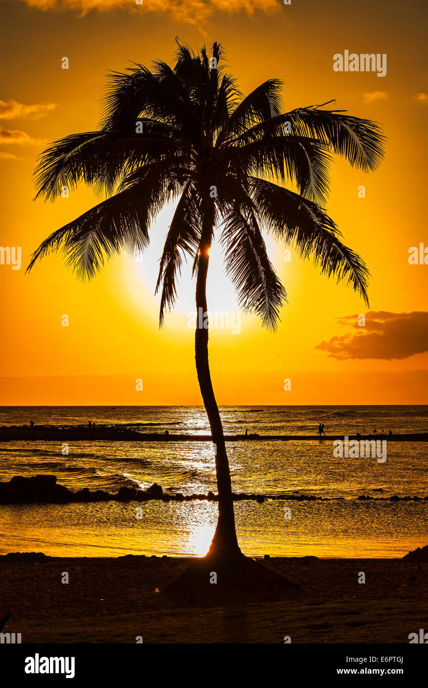 Palmier au coucher du soleil, Kauai, Hawaii, United States Banque D'Images