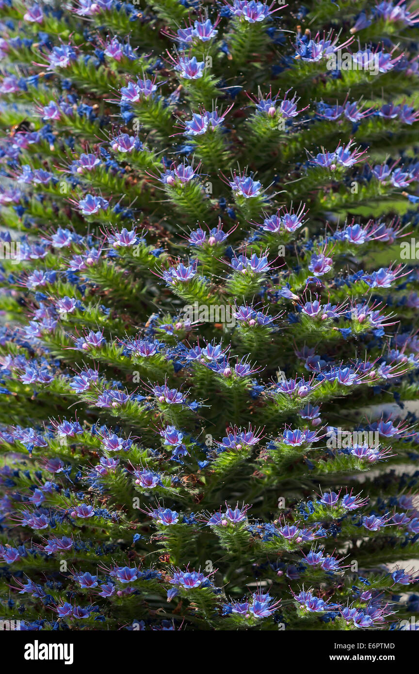 Gran Canary bourrache (Echium callithyrsum), Nordrhein-Westfalen, Allemagne Banque D'Images