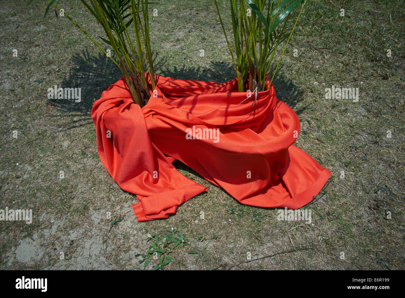Ombrage matériel rouge les plantes au Ban Krut Resort dans le quartier de Bang Saphan Sun Thaïlande Banque D'Images
