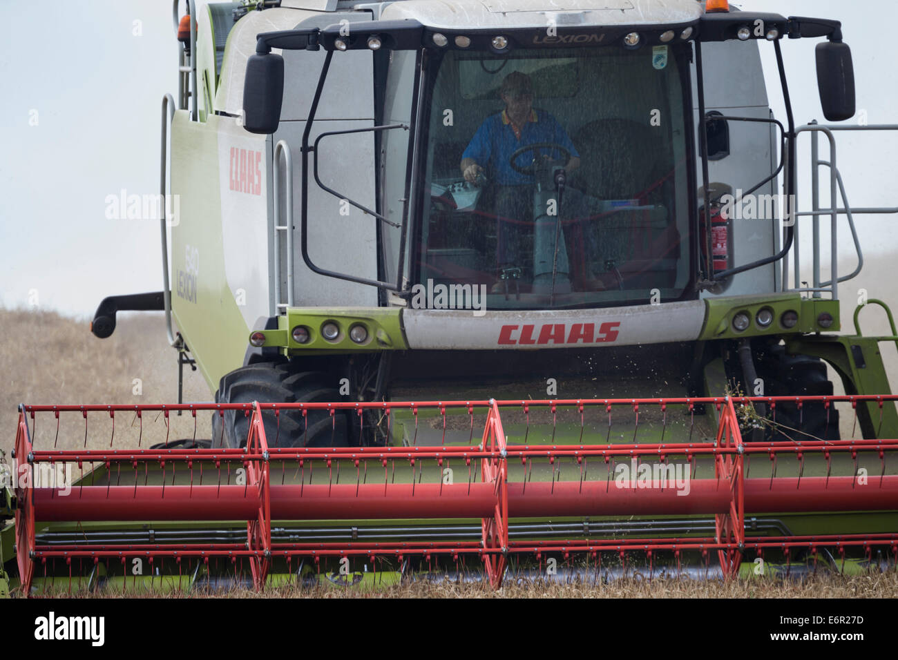 Farmer se concentre comme il se sert de sa moissonneuse-batteuse Claas pour récolter un champ de bonne maturité d'orge sur le South Downs. Banque D'Images