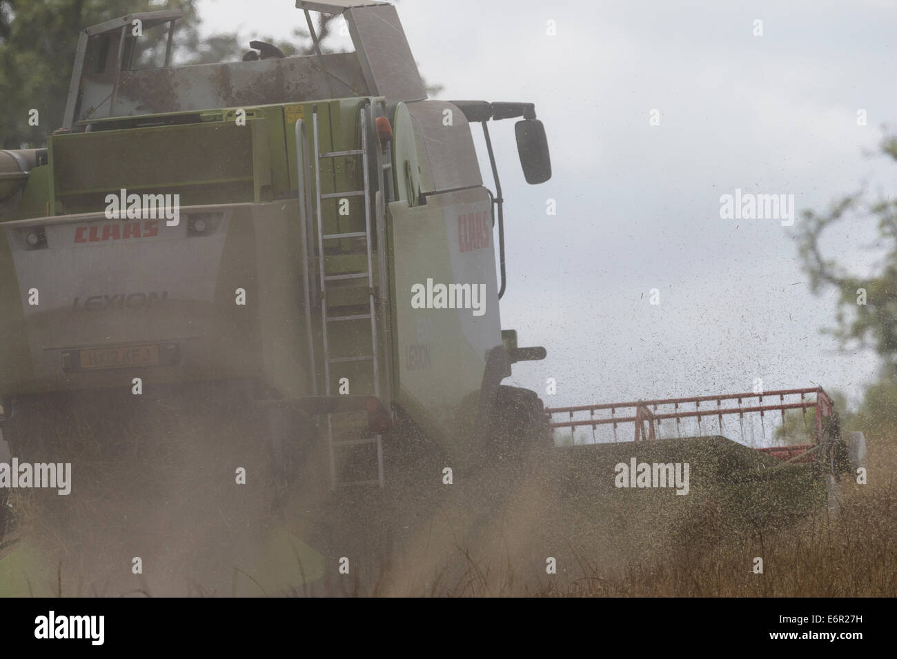 La poussière vole dans l'air derrière une moissonneuse-batteuse Claas comme elle récolte un champ de bonne maturité d'orge sur le South Downs. Banque D'Images