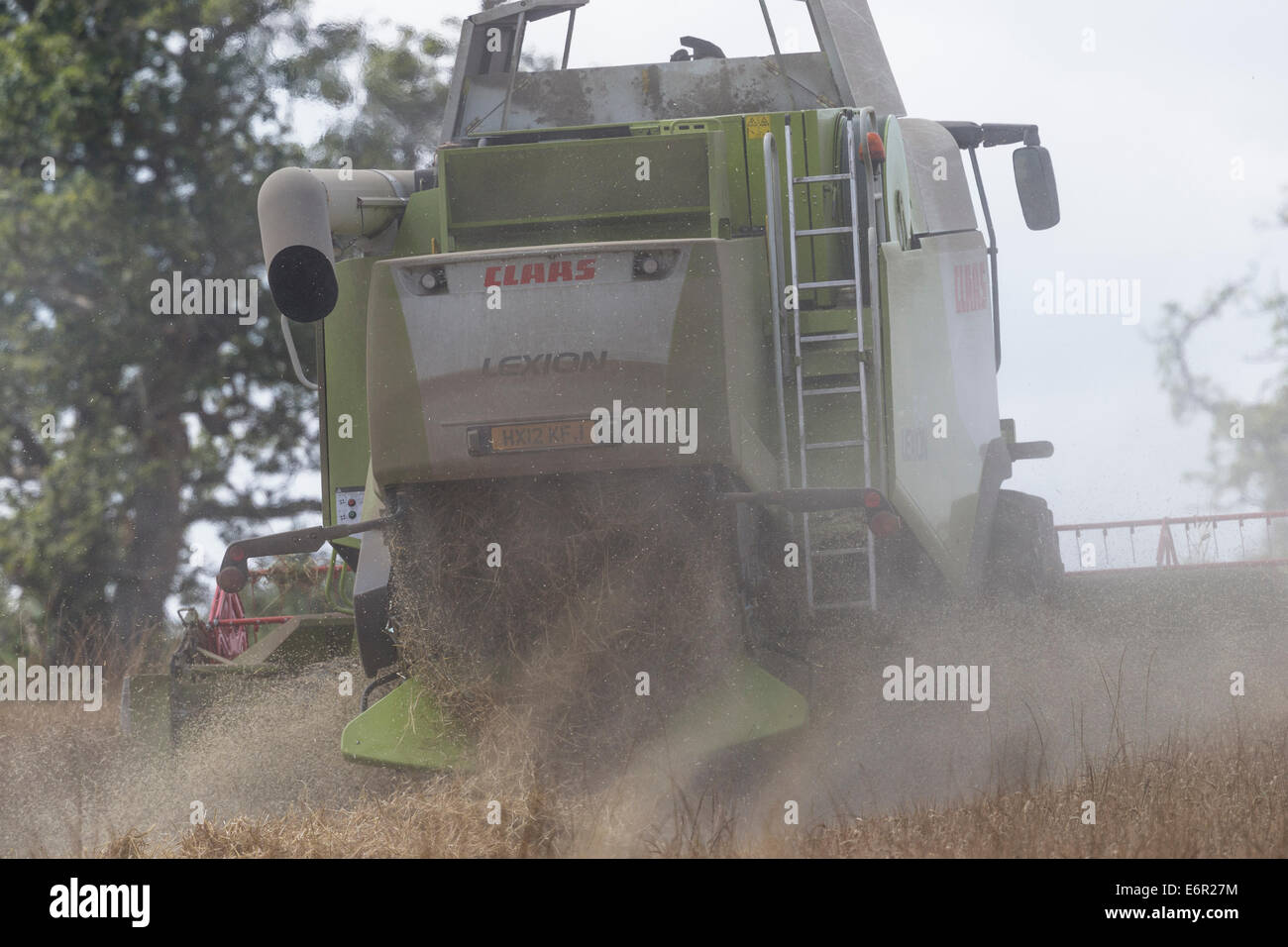 La poussière vole dans l'air derrière une moissonneuse-batteuse Claas comme elle récolte un champ de bonne maturité d'orge sur le South Downs. Banque D'Images