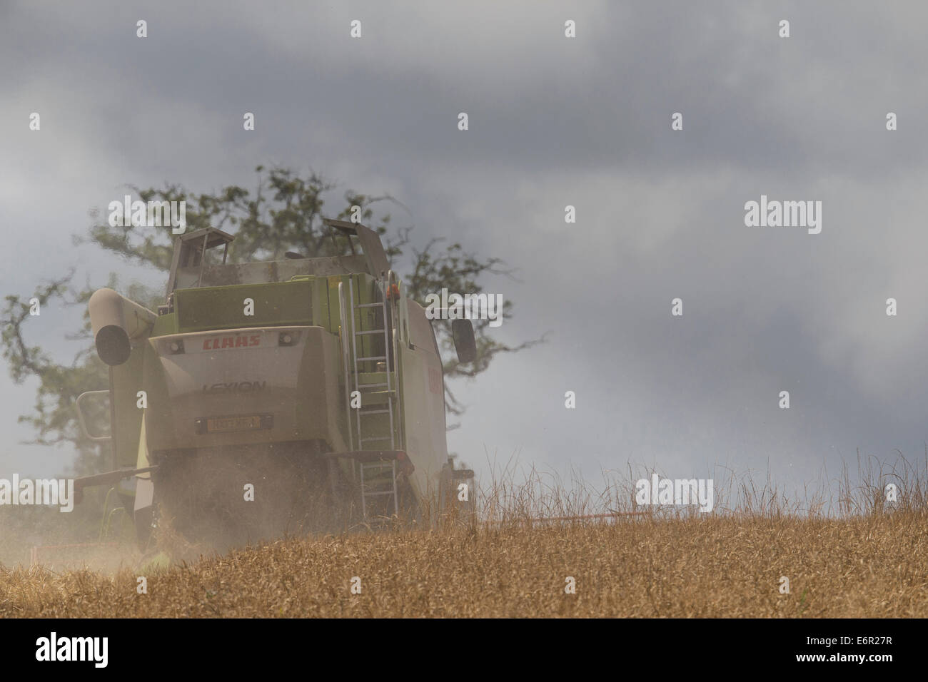 La poussière vole dans l'air derrière une moissonneuse-batteuse Claas comme elle récolte un champ de bonne maturité d'orge sur le South Downs. Banque D'Images