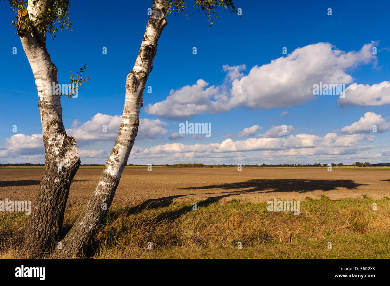 Les bouleaux sur le terrain en automne, paysage, district de Vechta oldenburger münsterland, Basse-Saxe, Allemagne Banque D'Images