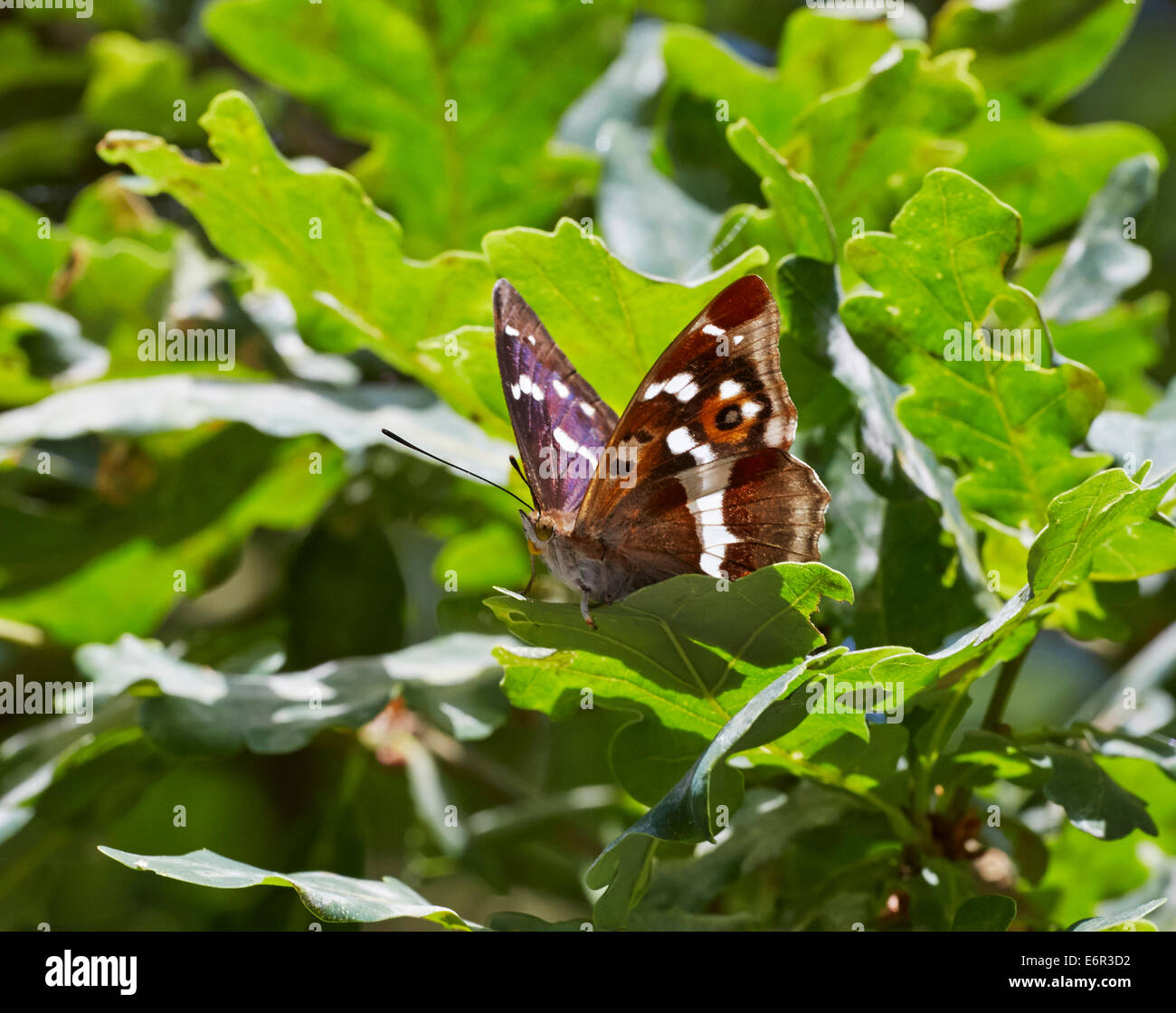 Purple Emperor butterfly resting in oak tree. Bookham commun, Surrey, Angleterre. Banque D'Images