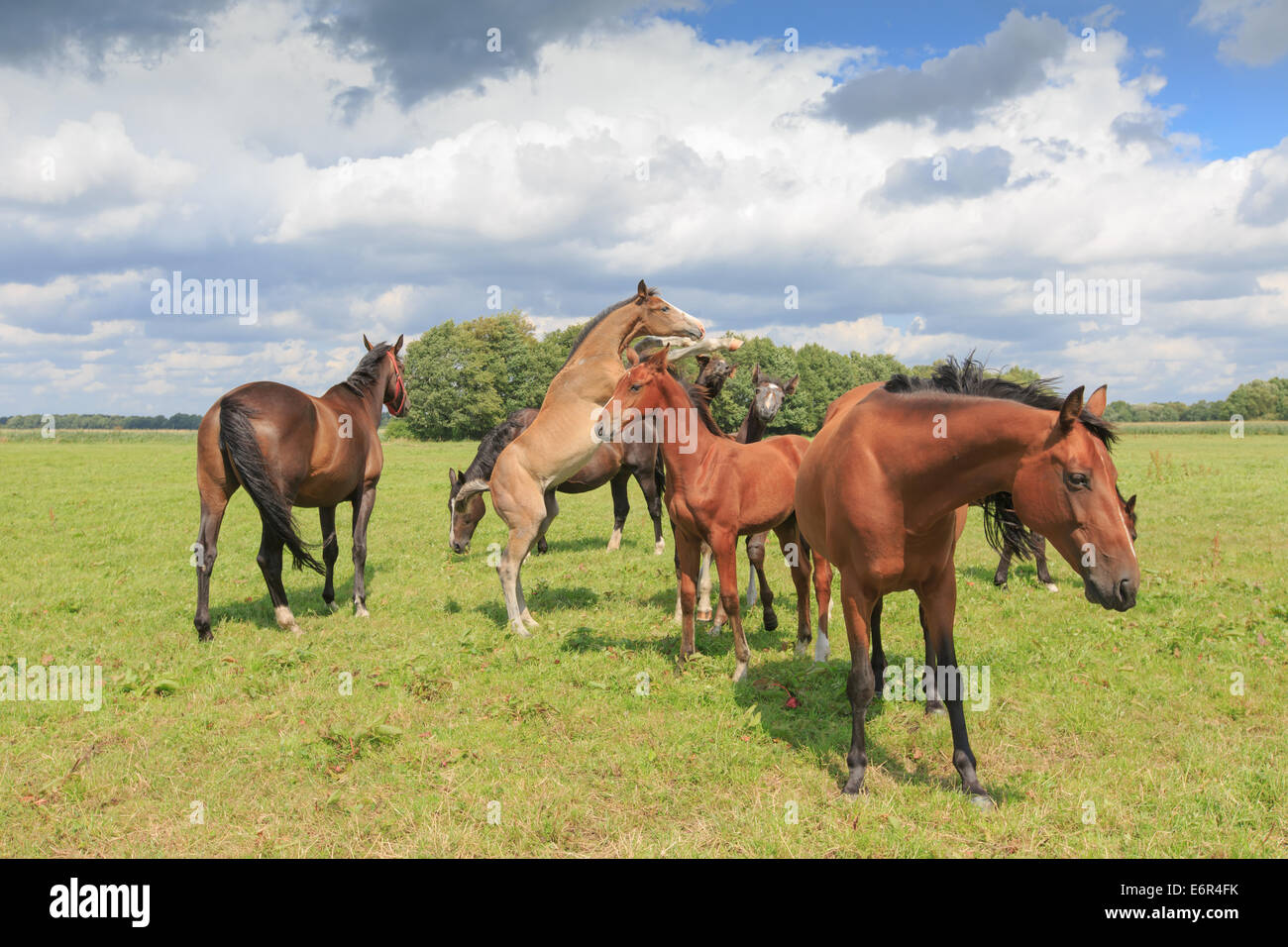 Un troupeau de Chevaux, Juments et Poulains, dans un vert pâturage avec une rangée d'arbres en arrière-plan et un ciel nuageux. Banque D'Images