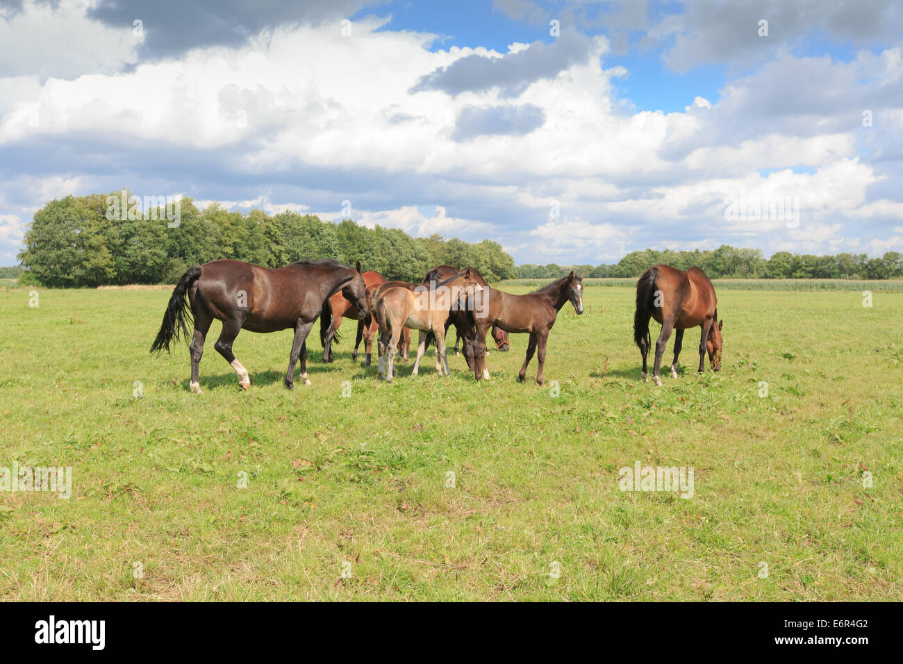 Un troupeau de Chevaux, Juments et Poulains, dans un vert pâturage avec une rangée d'arbres en arrière-plan et un ciel nuageux. Banque D'Images