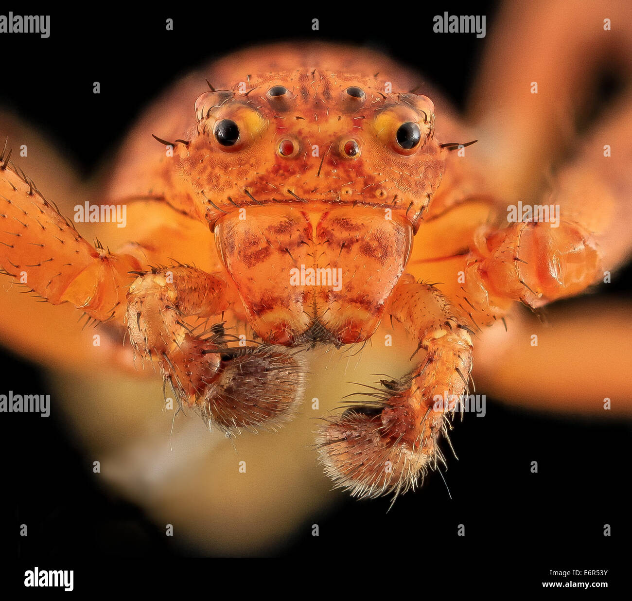 Araignée Crabe, visage, Beltsville, MD 2013-09-28-175138 ZS PMax  10058944465 o une araignée Crabe inconnu ou peut-être que l'exécution d'araignée crabe, l'identification de l'aide serait super, j'espère pouvoir poster un autre tir de l'arrière à un moment donné. Beltsville, Maryland crab spider, F Banque D'Images