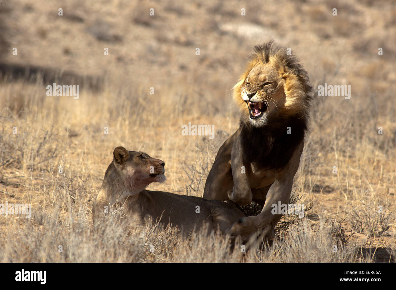 Lions (Panthera leo) se accouplant sur les plaines ouvertes, parc Kgalagadi Transfontier, Afrique du Sud Banque D'Images