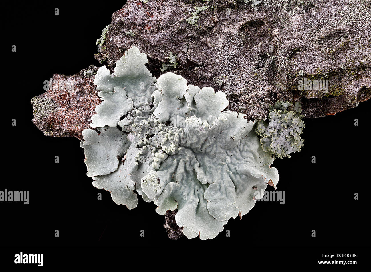 Flavoparmelia caperata, une espèce de lichen, est représentée dans une photographie rapprochée. Cette image met en évidence sa structure et ses caractéristiques détaillées, y compris les bords lobés caractéristiques et la texture de surface typiques de cette espèce de lichen. Banque D'Images
