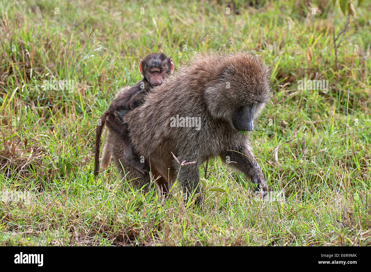 Le babouin Olive femelle portant un bébé sur son dos tout en se nourrissant dans les herbages au Parc National du Lac Nakuru au Kenya l'Afrique de l'OLIV Banque D'Images