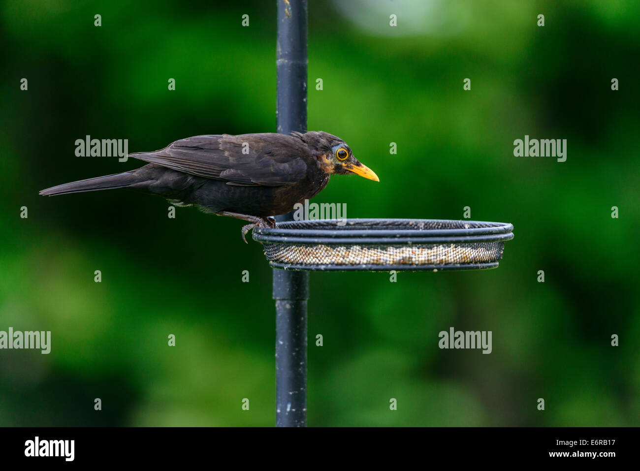 Un homme adulte blackbird (Turdus merula), situé sur un plateau sur un jardin mangeoire en milieu urbain la Grande-Bretagne. Banque D'Images