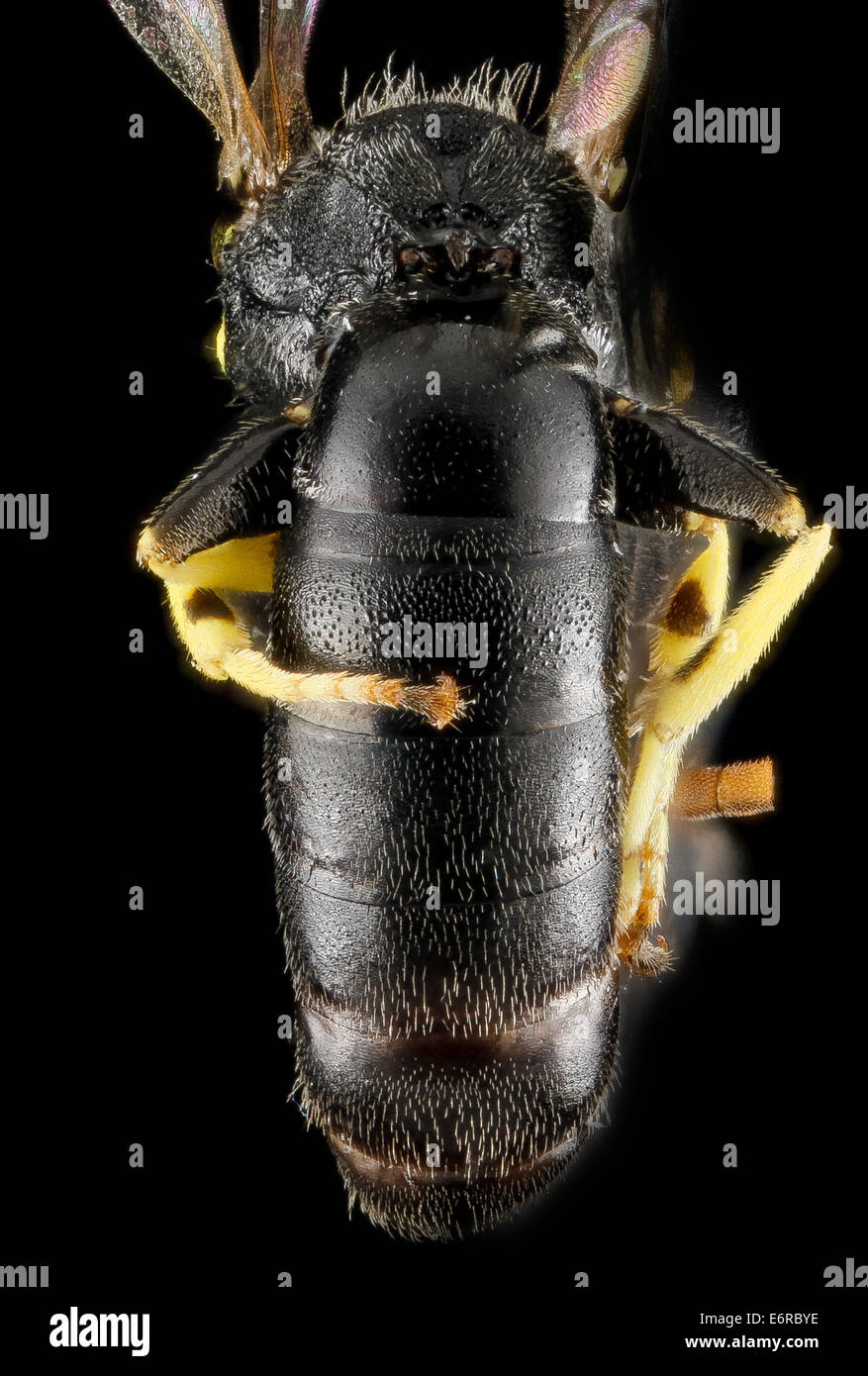 Hylaeus georgicus, M, retour 2, 320133 2013-01-09-170127   ZS PMax 8366693018 o nouveau record pour l'Etat du Maryland, avril 2012 recueillies sur les fleurs de saule dans le comté de Dorchester .... une très rarement recueillis bee à l'est du Mississippi. Je ne connais pas d'enregistrements récents H Banque D'Images