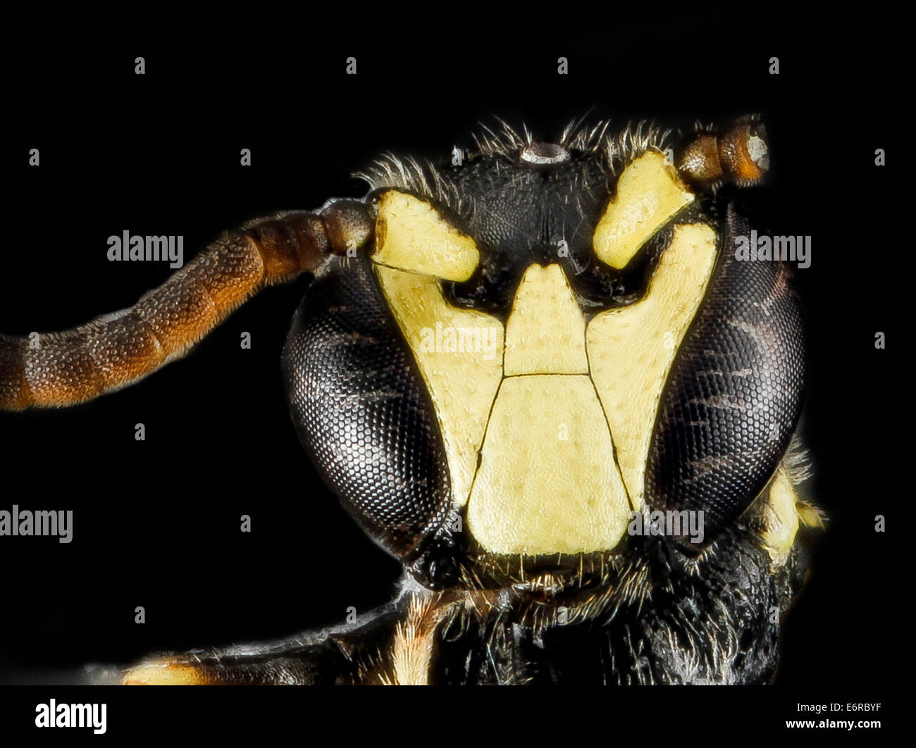 Hylaeus georgicus, M, visage, 320133 2013-01-09-170612   ZS PMax 8366692892 o nouveau record pour l'Etat du Maryland, avril 2012 recueillies sur les fleurs de saule dans le comté de Dorchester .... une très rarement recueillis bee à l'est du Mississippi. Je ne connais pas d'enregistrements récents Hyl Banque D'Images