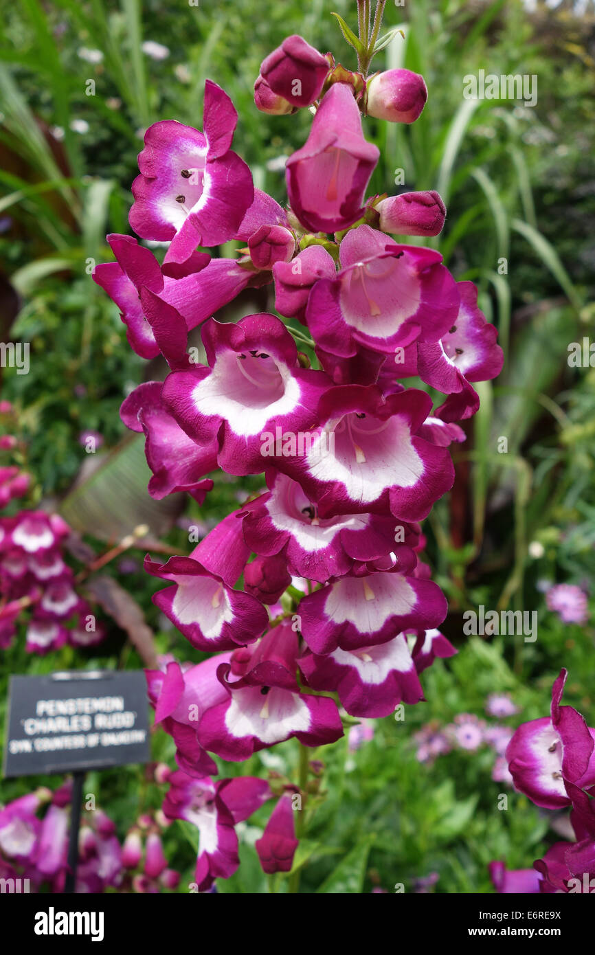 Penstemon 'Charles Rudd' fleur fleurs Banque D'Images