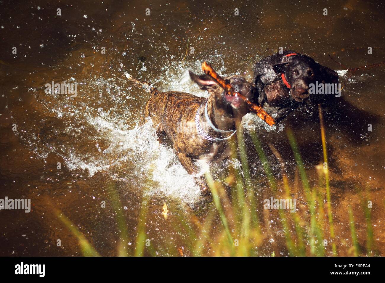 A 5 mois Braque Allemand a le pouvoir d'un autre chien sur l'eau Banque D'Images