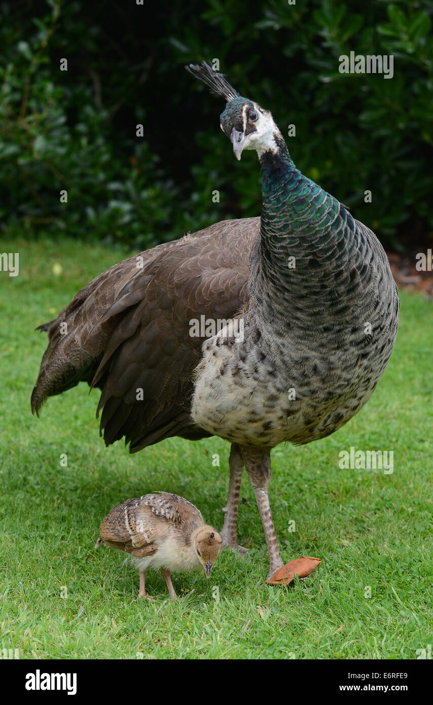 Poussin Paon Vendre