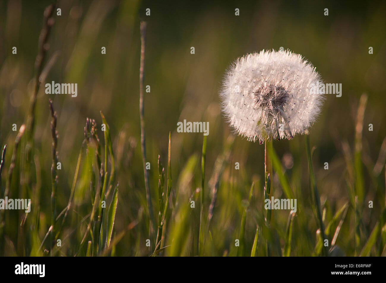 Un seul capitule de pissenlit (Taraxacum officinale) sur le Low Weald, Sussex, Angleterre Banque D'Images