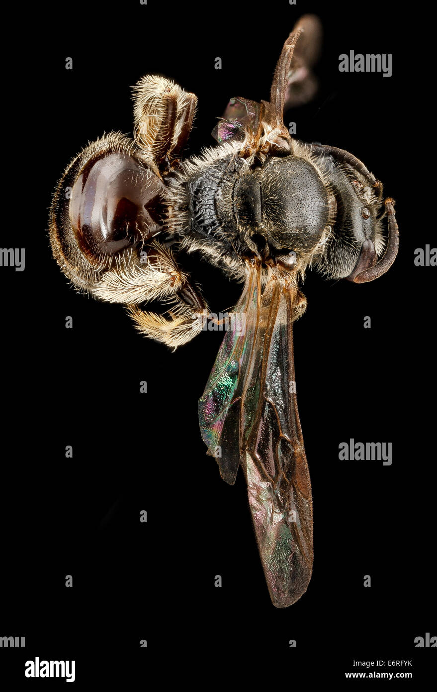 Lasioglossum oenotherae, F, DOS1, Virginie, Page Comté 2012-12-13-143753 ZS PMax  8284652551 o Virginie, Page Comté Lasioglossum oenotherae, F, DOS1, Virginie, Page Comté 2012-12-13-14.37,53 PMax ZS Banque D'Images