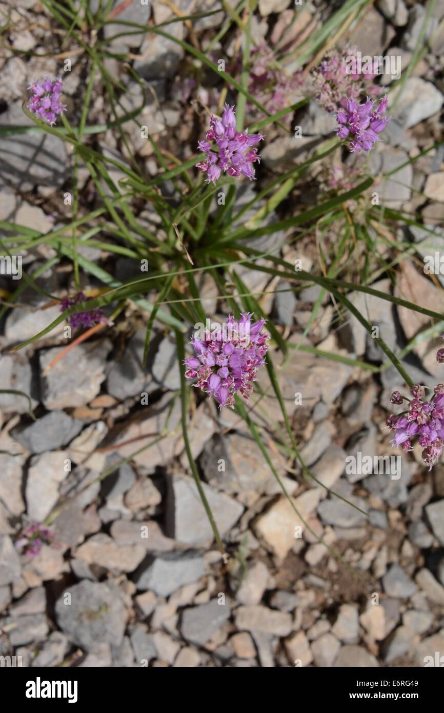 Geyer's Wild Onion en fin de printemps arbre sentier dans les montagnes de Sandia, Nouveau Mexique - USA Banque D'Images