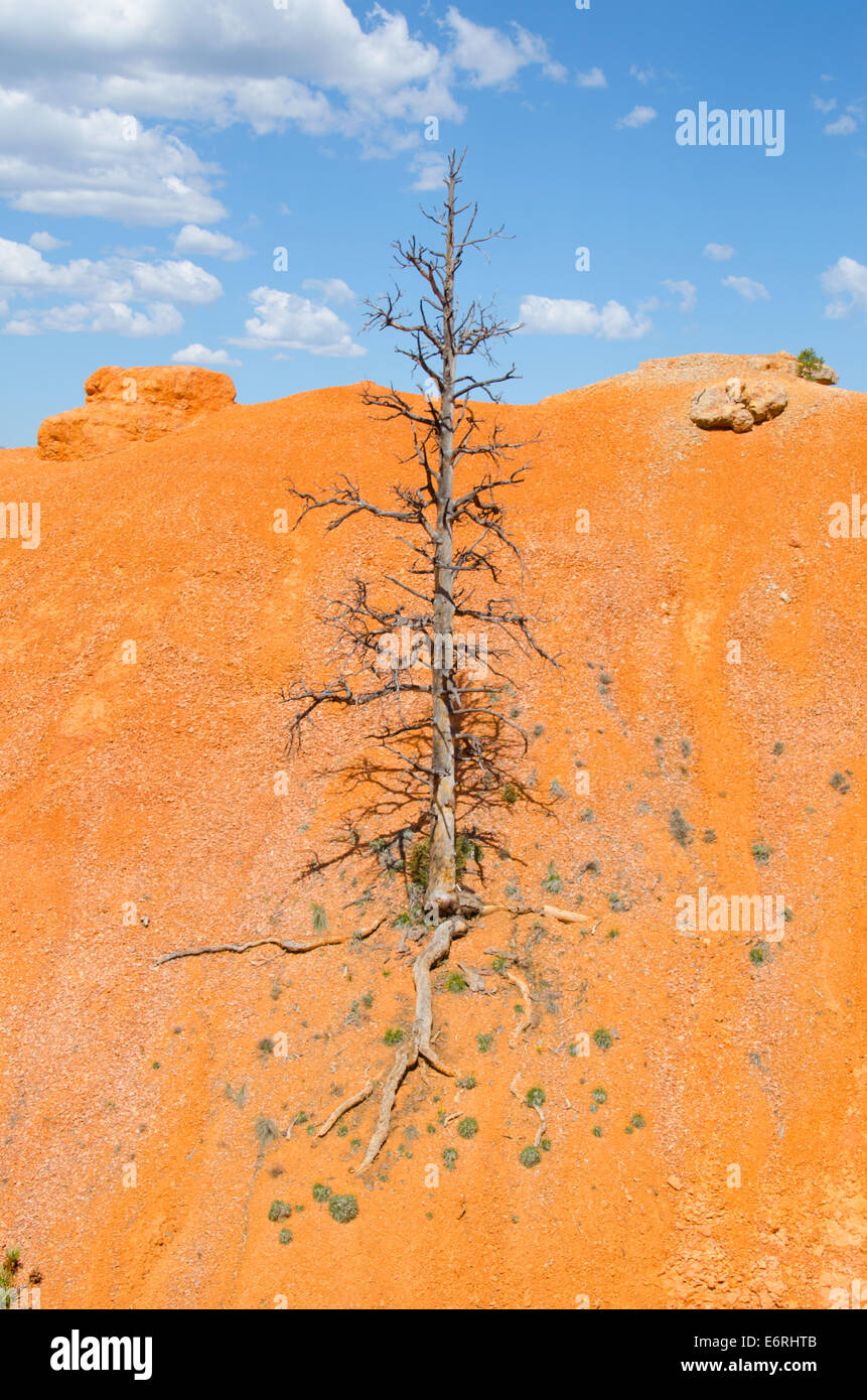 Un arbre solitaire survit dans un désert de sable rouge, orange, paysage près de Bryce Canyon dans l'Utah, United States Banque D'Images