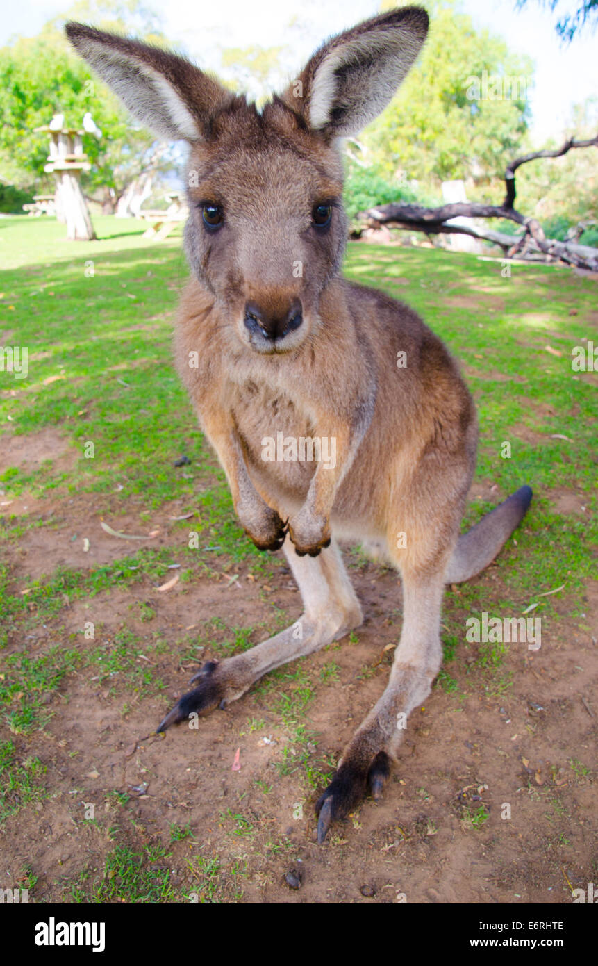Pose pour un portrait de kangourou en Australie Banque D'Images
