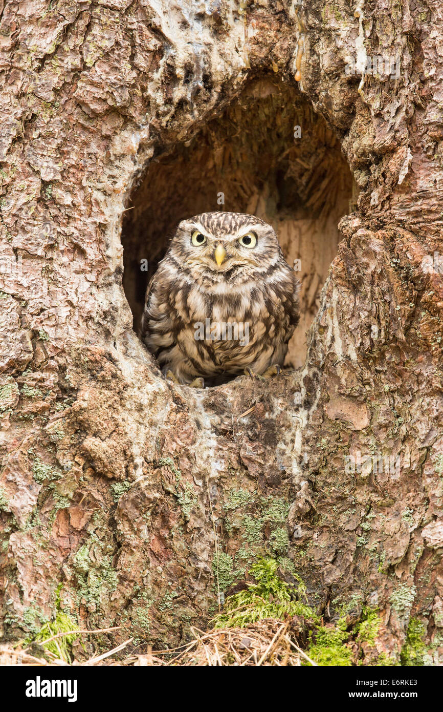 Chouette chevêche (Athene noctua) en nid Banque D'Images