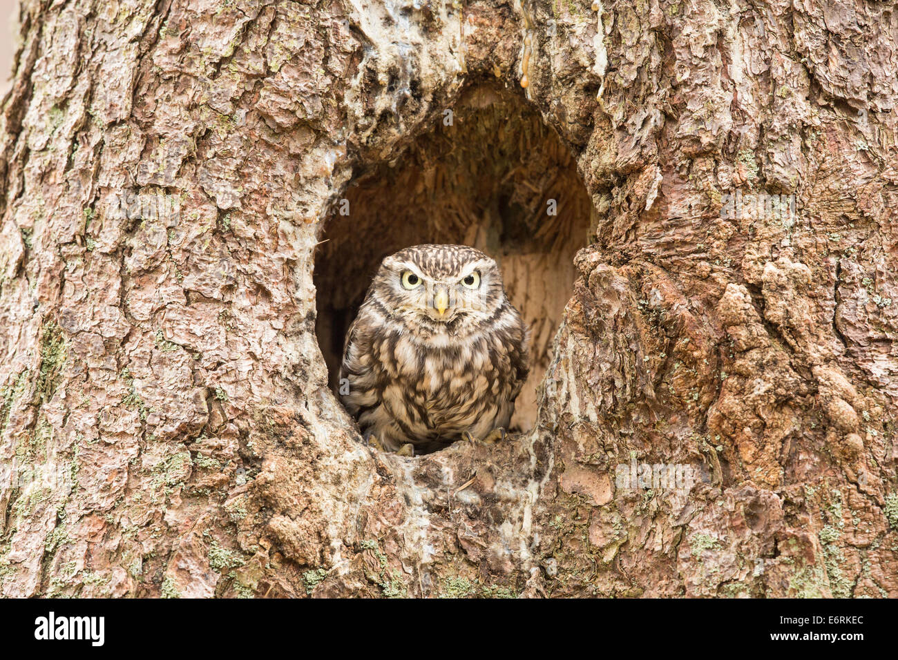 Chouette chevêche (Athene noctua) en nid Banque D'Images