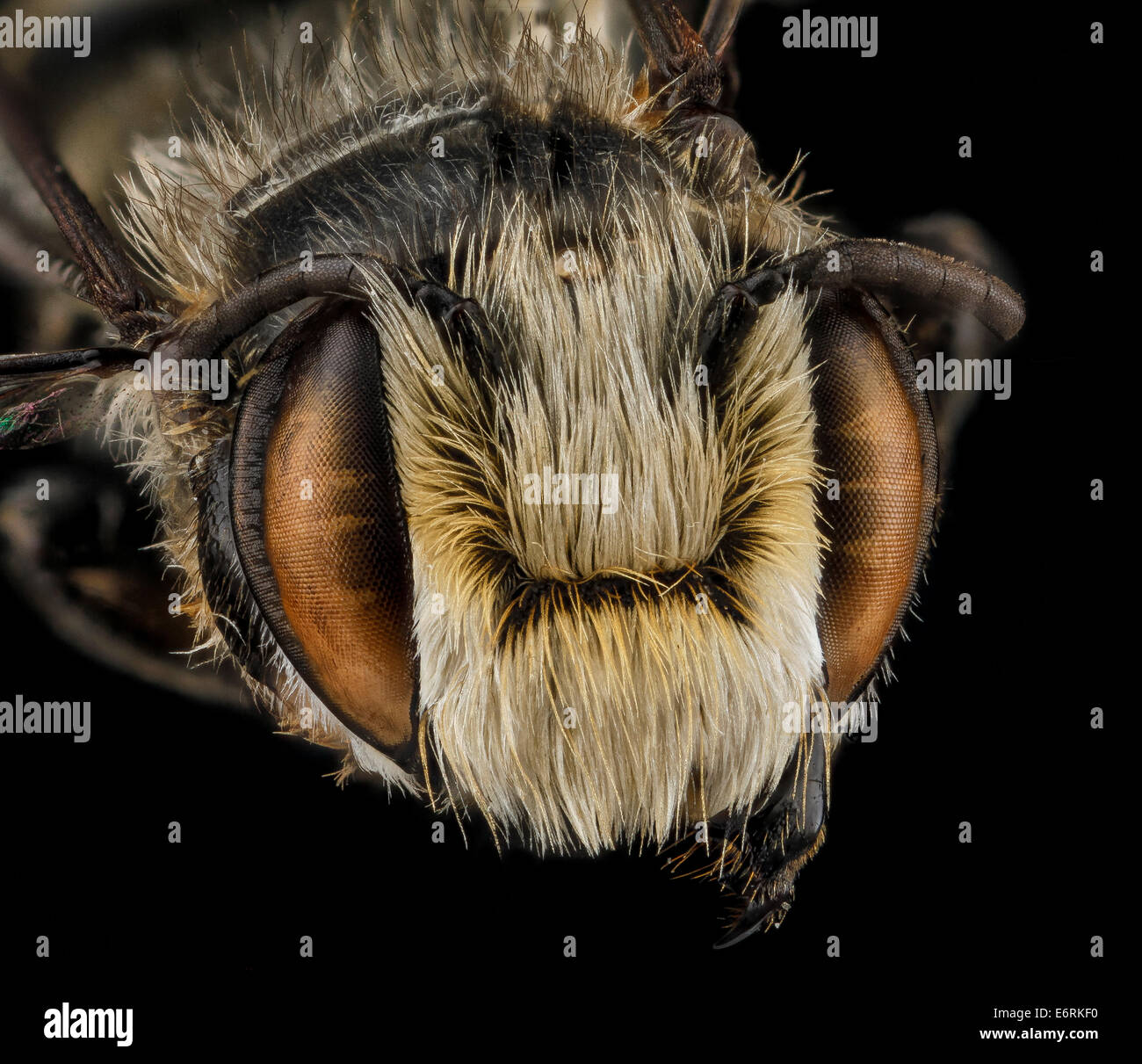 Gros plan d'une abeille mâle Megachile deceptrix en République dominicaine, montrant son visage avec des antennes claires et des yeux composés. Cette espèce fait partie de la famille des Megachilidae, vitale pour la pollinisation dans les écosystèmes de la région. La photo macro met en évidence la tête floue de l'abeille, ses organes sensoriels et ses caractéristiques distinctives comme les ocelles et les antennes. Banque D'Images