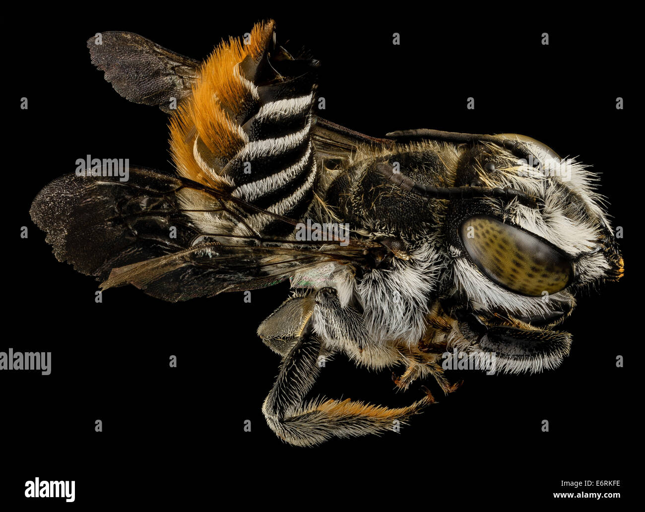 Megachile fullawayi, une espèce d'abeille d'Hawaï, a été photographiée sur les pentes inférieures de Maui en 2014. Cette abeille est un pollinisateur important dans les environnements urbains perturbés d'Hawaï et joue un rôle clé dans la pollinisation des écosystèmes des îles du Pacifique. Banque D'Images