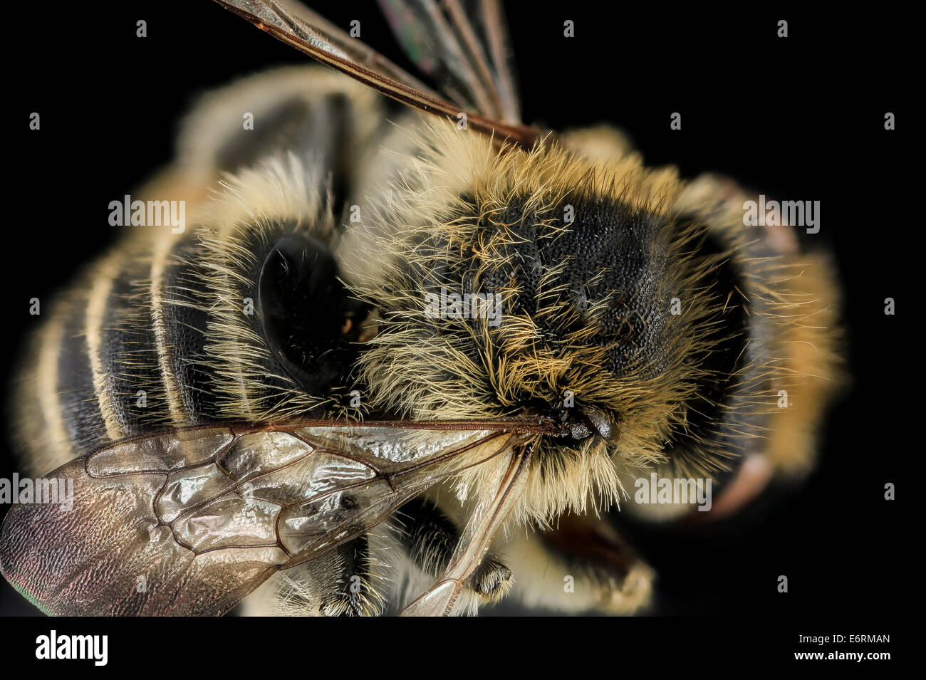 Megachile rubi,M,dos,NC,Moore Comté 2013-09-28-180232 ZS PMax  10826610323 o un intéressant les bee, limite en grande partie à l'sables lourds de régions des plaines côtières de la Caroline du Nord jusqu'à la Floride, un certain nombre d'autres espèces ont simliar Banque D'Images