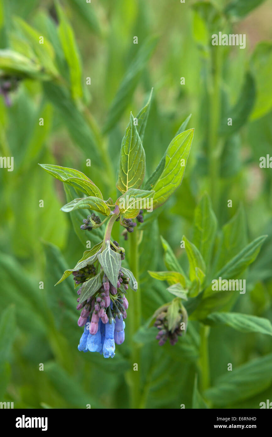 Libre de grands palmiers bluebells au Colorado Banque D'Images