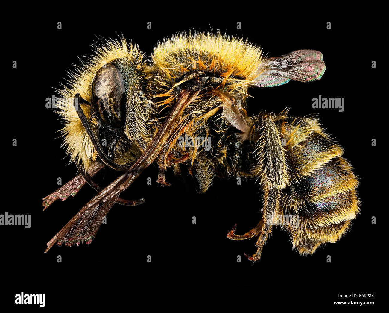 Le mâle Osmia caerulescens, une abeille maçon, est photographié dans le comté de Hancock, dans le Maine. Cette espèce, bien qu’introduite, fait face à des déclins de population dans certaines zones de son aire de répartition et joue un rôle dans la pollinisation des écosystèmes. Banque D'Images