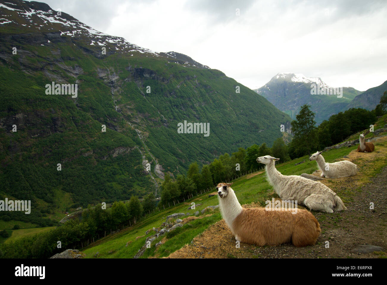 Les lamas dans les montagnes. sites pittoresques dans la nature. Banque D'Images