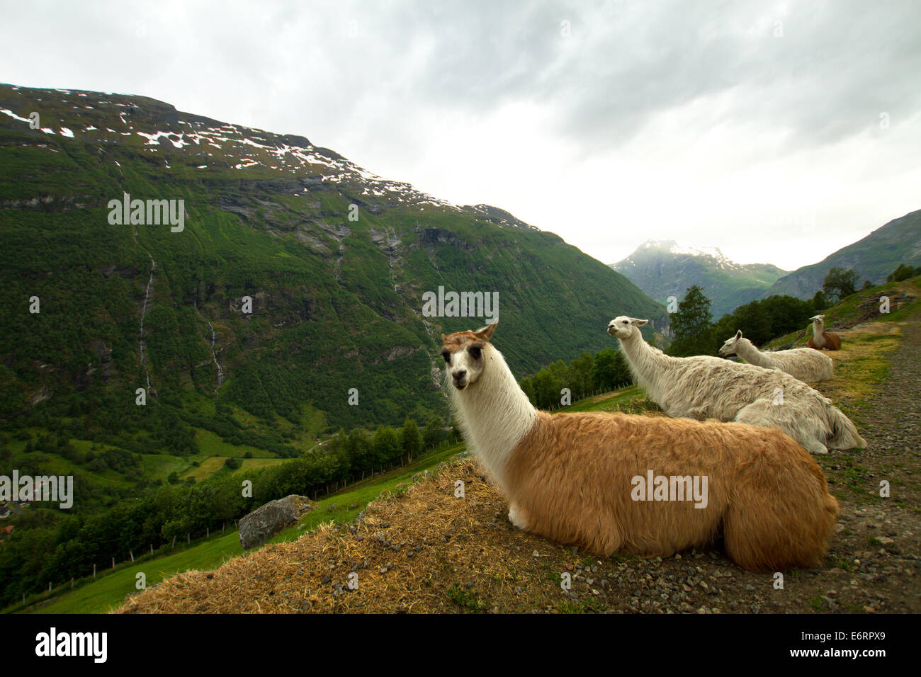 Les lamas dans les montagnes. sites pittoresques dans la nature. Banque D'Images