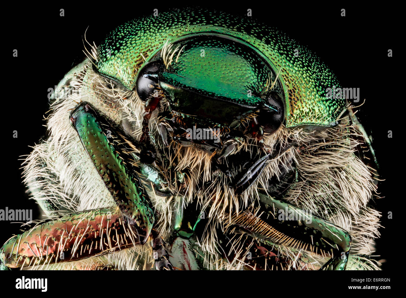 Le coléoptère japonais, Popillia japonica, est un ravageur destructeur originaire du Japon. Cette image en gros plan met en évidence son corps vert irisé et l’impact du ravageur sur les plantes et les cultures en Amérique du Nord, où il est considéré comme une menace agricole importante. Banque D'Images