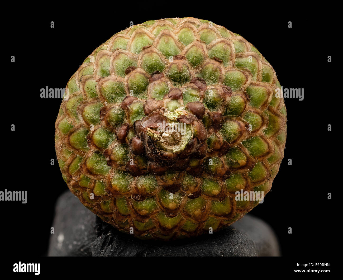 Une coiffe de gland de Quercus rubrum (chêne rouge) est photographiée en Ontario. La structure du gland met en valeur la séquence de Fibonacci, un modèle commun trouvé dans la nature, reflétant l’importance de cette espèce d’arbre dans les écosystèmes locaux. Banque D'Images