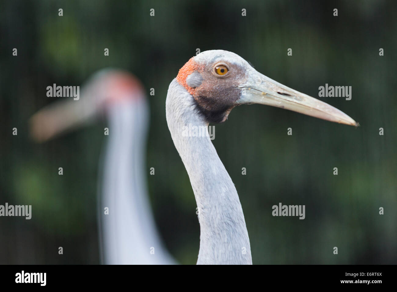 Grues Sarus (Grus antigone) dans le Snowdon Aviary au ZSL London Zoo Banque D'Images