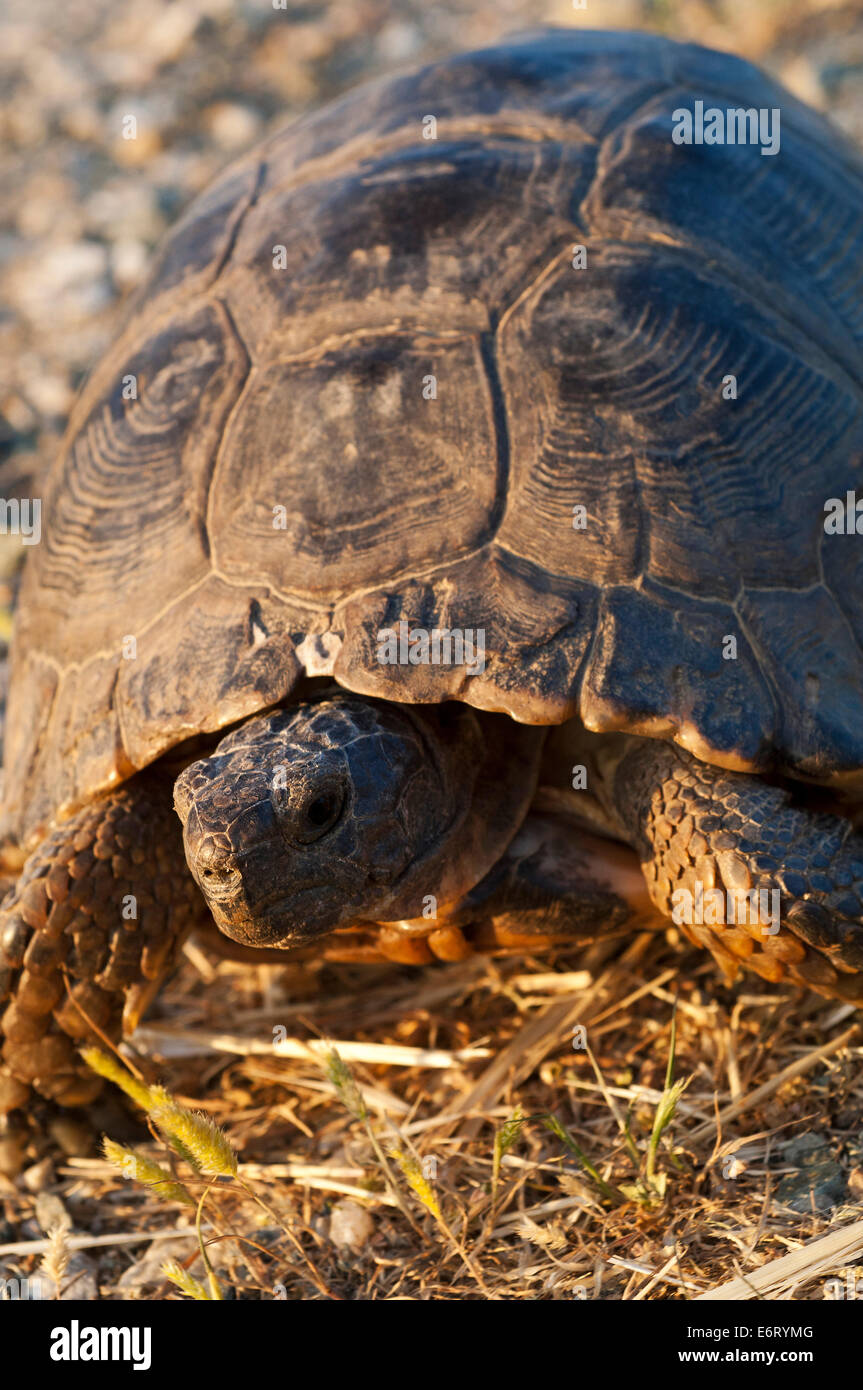 Marginated tortoise (Testudo marginata) Banque D'Images Marginated tortoise (Testudo marginata) Banque D'Images