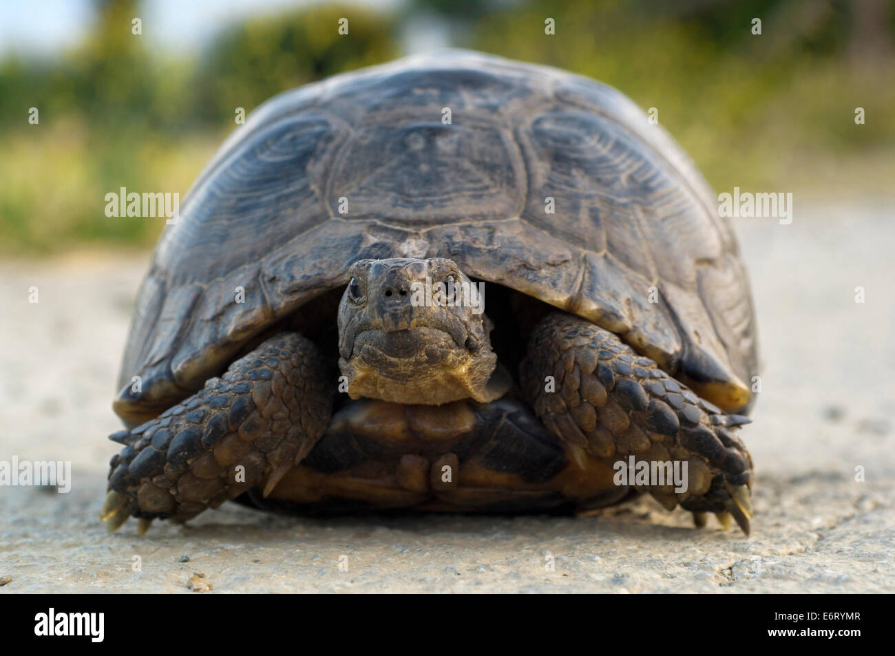 Marginated tortoise (Testudo marginata) Banque D'Images Marginated tortoise (Testudo marginata) Banque D'Images